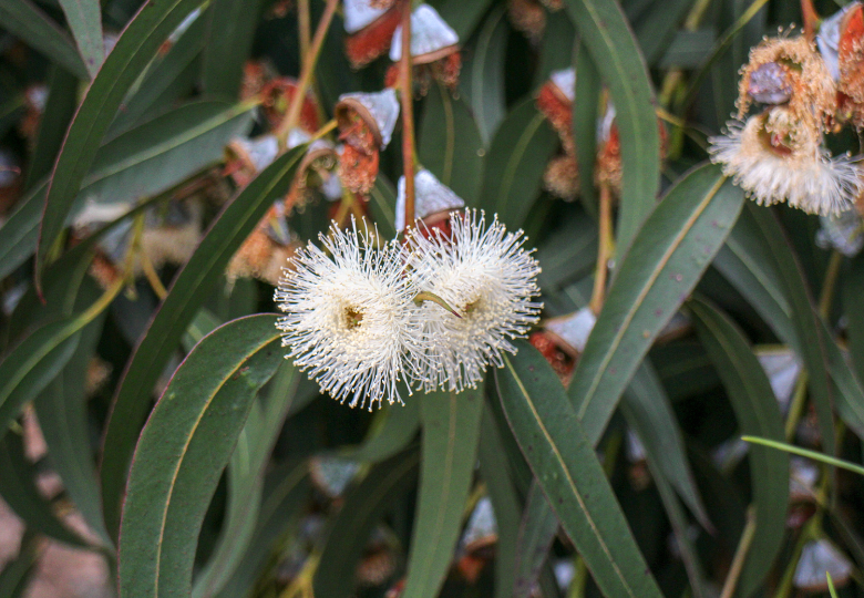 Eukalyptus alpský